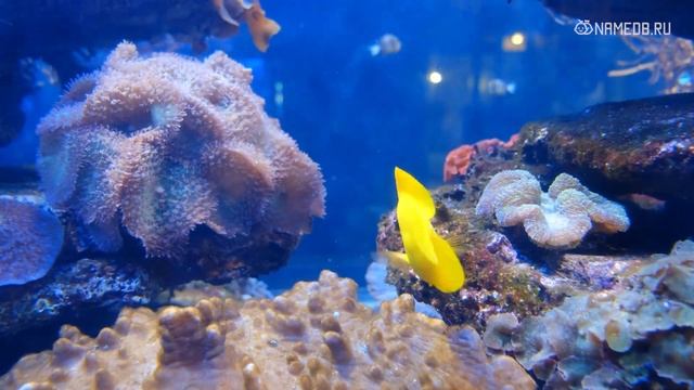 3 самых желанных мужчины по знаку Зодиака смотреть онлайн