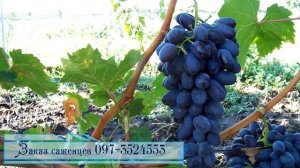 Виноград сорта «Фараон», «Сентябрина»