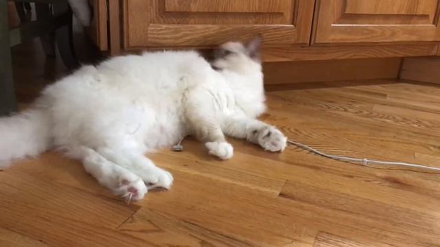 Ragdoll Kitten - Котенок рэгдолл и провода - сможем ли мы зарядить компьютер смотреть онлайн