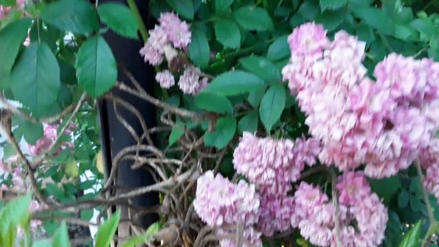 Звуки, красота, ароматы и вкусы летнего вечера в #моймирныйдом