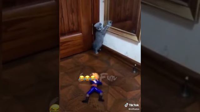 Котика напугала игрушка Приколы с животными TikTok#Sorts смотреть онлайн
