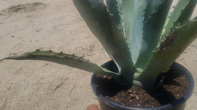 How to propagate and repot agave pups - 5 plants for the price of 1 смотреть онлайн