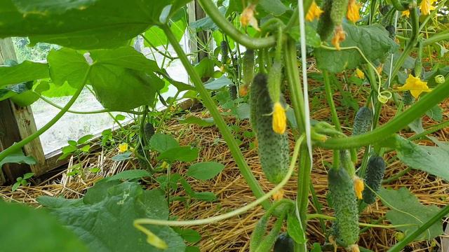Выбор огурца вас удивит. Завалит урожаем и плодоносит до заморозка. смотреть онлайн