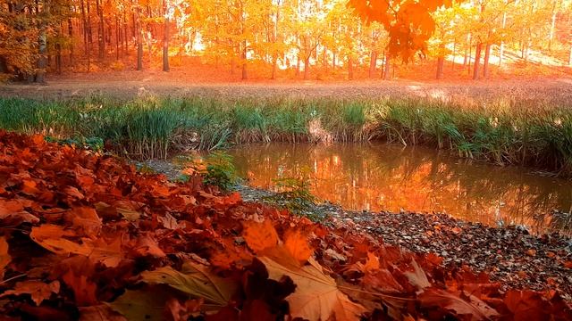 Красивая и печальная золотая осень смотреть онлайн