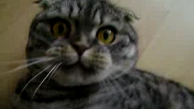 "Домашний манул" смотреть онлайн