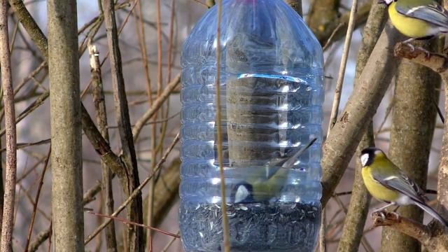 Птицы 4К. Panasonic HC VXF990. смотреть онлайн