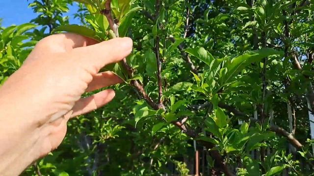 Монилиоз на косточковых.10.06.23 Сев.Каз..Ч.524. смотреть онлайн