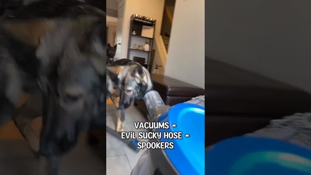 Proof My German Shepherds Aren't Scary смотреть онлайн