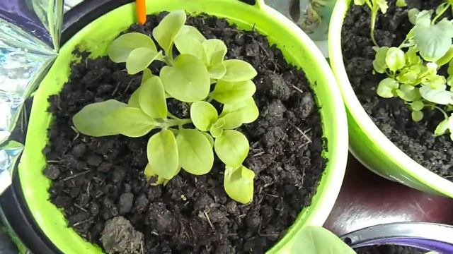 Компоновка цветочной рассады смотреть онлайн