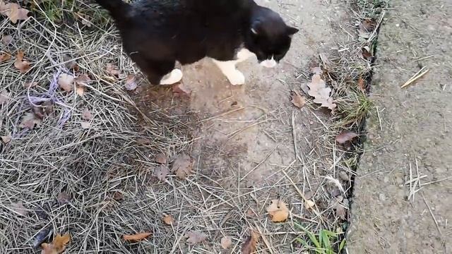 Гуляем с Белкой. Угощаем овец и кур. Привет от Феликса.) смотреть онлайн