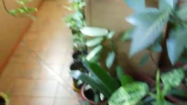 Гадание по цветам смотреть онлайн