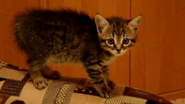Котенок испугался! смотреть онлайн