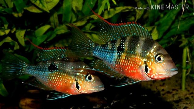 ЦИХЛАЗОМА ЭЛИОТА(ОБЗОР)