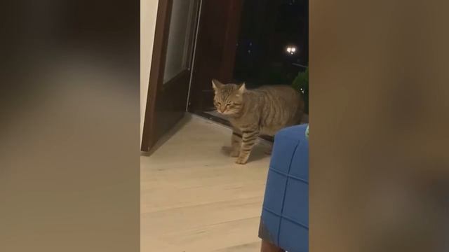 Смешные котики #72.mp4 смотреть онлайн