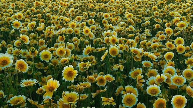 Ever - Mandshurian kummut / На сопках Маньчжурии смотреть онлайн