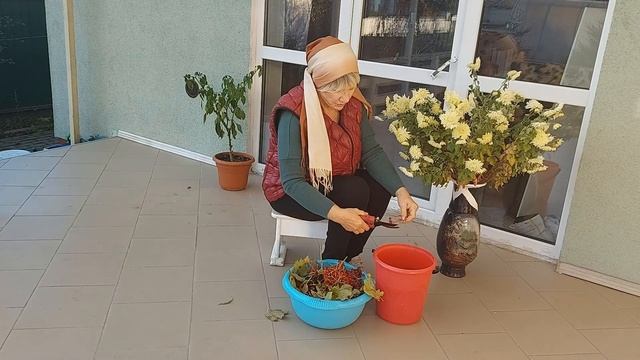 1 ноября Тля на перце Калина от давления Полочки смотреть онлайн