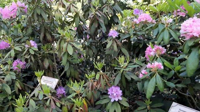 Ботанический сад в Санкт-Петербурге смотреть онлайн