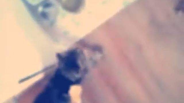 Прикол! Кот ест картошку! смотреть онлайн