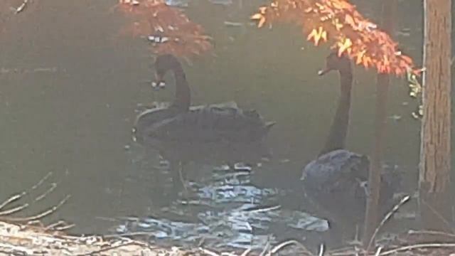 Ритуалы - онлайн на белых и чёрных лебедей на смену судьбы. К Верховным Богам. 2. На чёрных лебедей смотреть онлайн