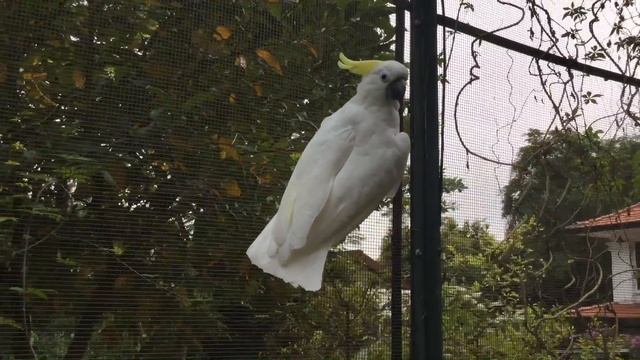 Сентоза.Сингапур.В парке птиц-2014г. смотреть онлайн