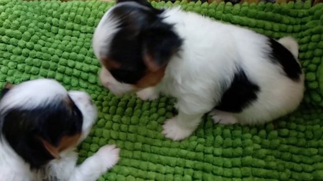 Щенкам 3 недели. Первый прикорм. Меняем подстилку. смотреть онлайн