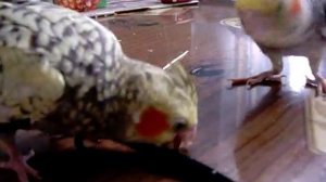 Птенцы корелл. 2 месяца.