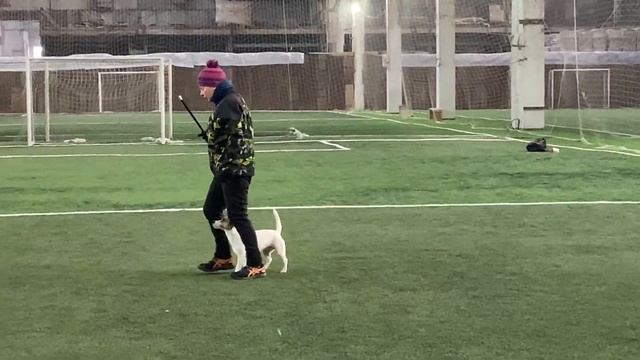 Как научить собаку командам Дрессировка собаки Танцы с собакой Терра Элементы. Часть 1. 31.01.2022 смотреть онлайн