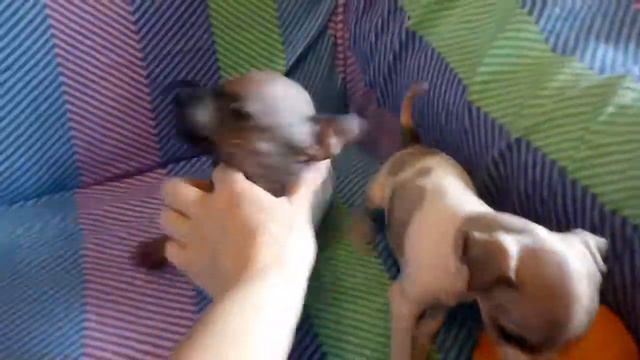 АГТ щенки 25.08.2018 Пенелопа и Евростиль две девочки бело-красная и красно-белая