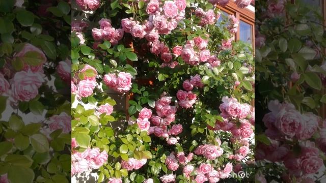 РОЗЫ?самые лучшие сорта плетистых роз смотреть онлайн
