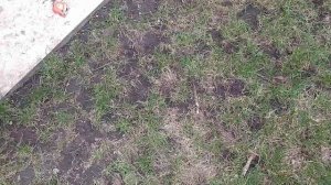 Посадка сливы в тени. Поздний сорт Анжелина