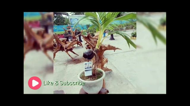 Expo Bonsai Paser смотреть онлайн