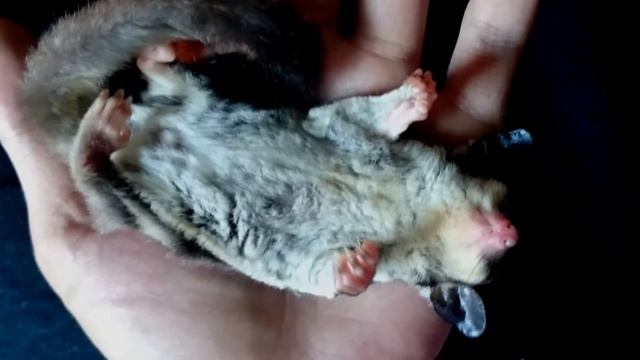 Sugar Glider - When Sugar Glider Sleeping In Your Hand - So Cute Animal