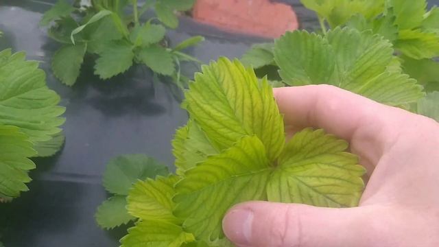 хлороз на клубнике не уходит,, помогите?..и обзор голубики? смотреть онлайн