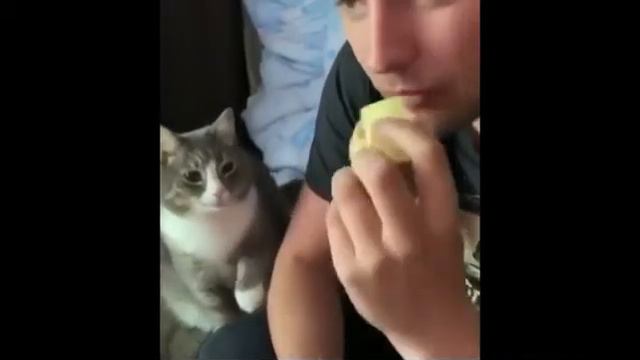 Прикольное видео про домашних животных смотреть онлайн