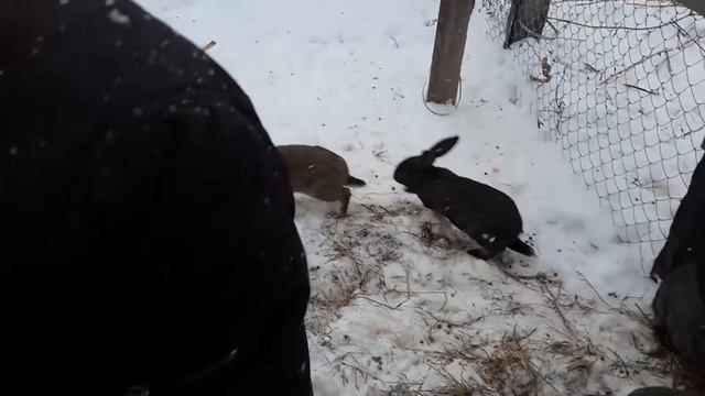 Кролики в загоне зимой смотреть онлайн