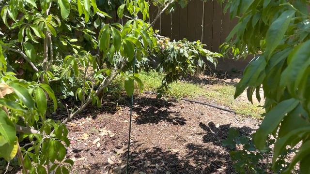 Watering Plants - Best Time to Water (Ep. 59) смотреть онлайн