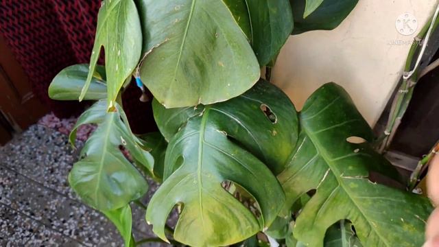 Monstera Plant Leafs Shrink or Curling Problem||पत्ती सिकुड़न क्यों होती है|ठीक कैसे करें смотреть онлайн