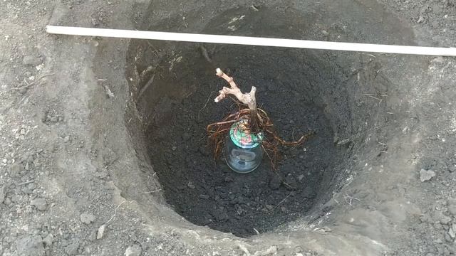 ? МАЛЕНЬКАЯ ХИТРОСТЬ ПРИ ПОСАДКЕ ВИНОГРАДА. Как посадить короткие, двухглазковые саженцы винограда. смотреть онлайн