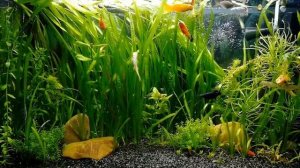 Мой аквариум 45 литров развитие за пол года обзор #NIK_72