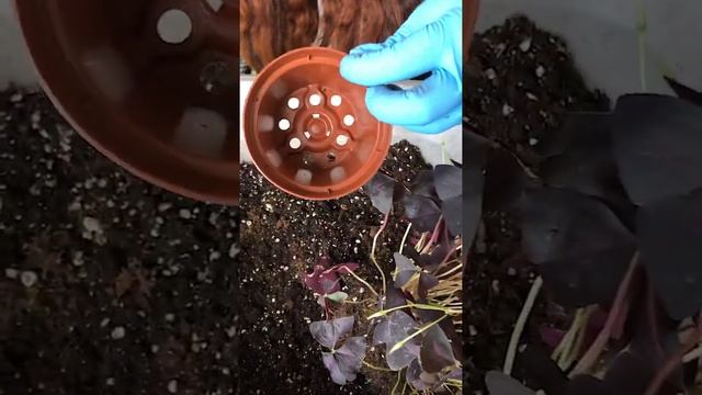 Размножение Кислицы смотреть онлайн