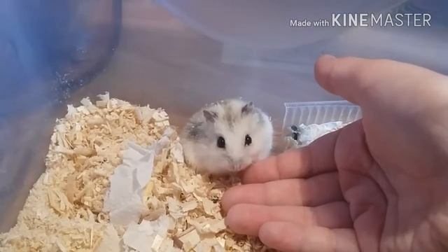 Знакомство/*Говорящий Хомяк* смотреть онлайн
