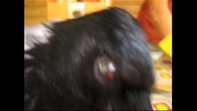 подлый ворон смотреть онлайн