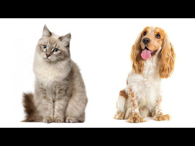 кот и собака смотреть онлайн