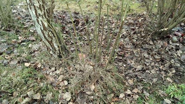Porządki cz.3 - przycięłam budleję, ketmię syryjską i inne. смотреть онлайн