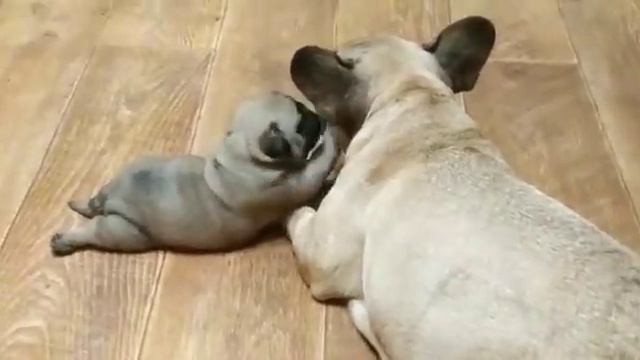 щенок мопса и француз. чужих детей не бывает смотреть онлайн