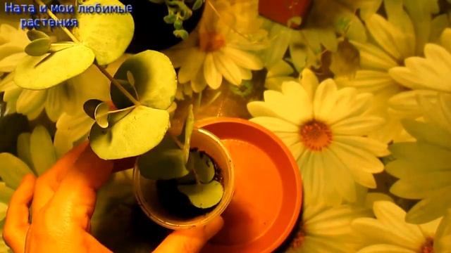 Эвкалипт: эксперимент по укоренению завершён.- Подробно все этапы укоренения и результат смотреть онлайн