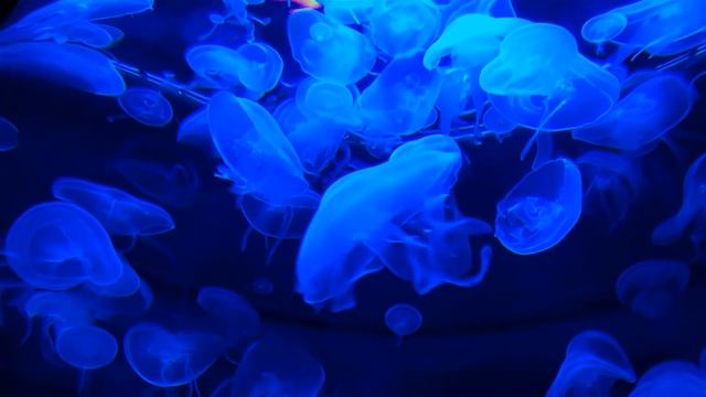 Классическая музыка на фоне медуз. Самый простой метод для снятия стресса:) relax,nature&music смотреть онлайн