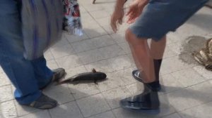 Рыбалка в Анапе 13 июня 2020 года Лов Кефали в реке Анапка