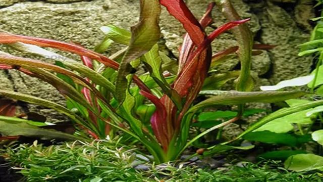 ЭХИНОДОРУС КРАСНЫЙ ДЬЯВОЛ.Описание. Содержание. Уход. Размножение. Аквариумные растения. смотреть онлайн