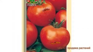 Томат обыкновенный Ранний 83 (ranniy 83) ? томат Ранний 83 обзор: как сажать семена томата Ранний 8